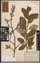 Foto von Salix caprea L.